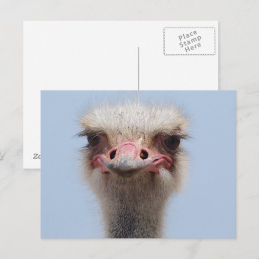 Ostrich Briefkaart (Voorkant / Achterkant)