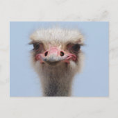 Ostrich Briefkaart (Voorkant)