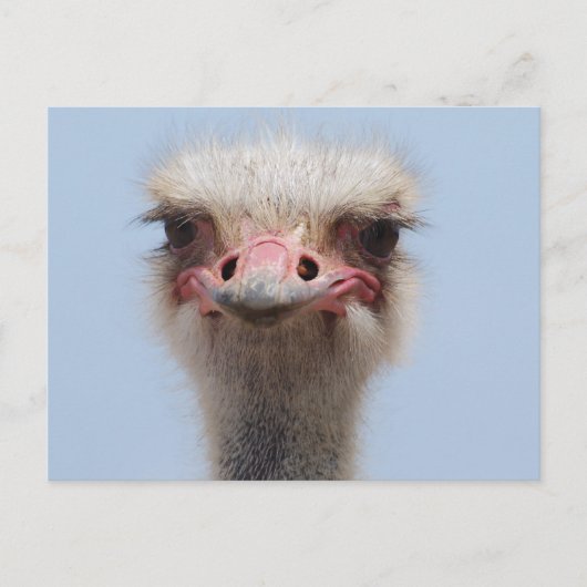 Ostrich Briefkaart (Voorkant)