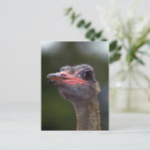 Ostrich Briefkaart (Staand voorkant)