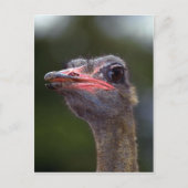 Ostrich Briefkaart (Voorkant)