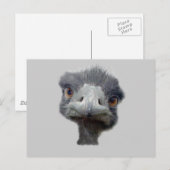Ostrich Briefkaart (Voorkant / Achterkant)
