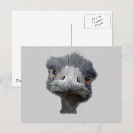 Ostrich Briefkaart (Voorkant / Achterkant)