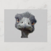 Ostrich Briefkaart (Voorkant)