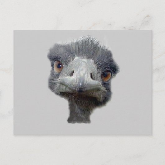 Ostrich Briefkaart (Voorkant)