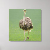 Ostrich Canvas Afdruk (Voorkant)
