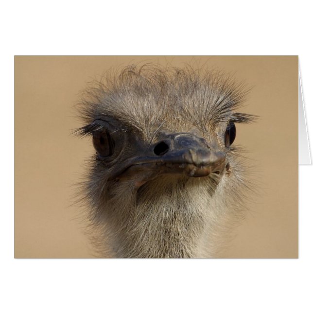 Ostrich Card (Voorkant Horizontaal)