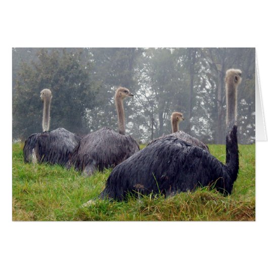 Ostrich Card (Voorkant Horizontaal)