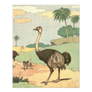 Ostrich en Chicken Illustrated Foto Afdruk