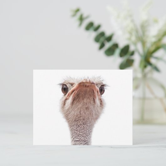 Ostrich Face Briefkaart (Staand voorkant)