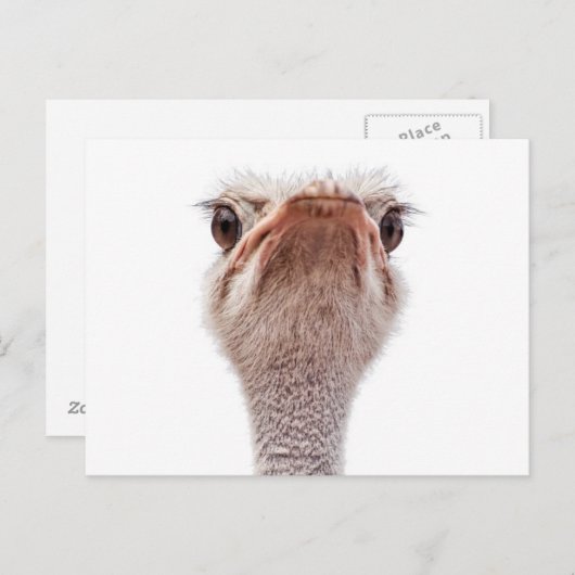 Ostrich Face Briefkaart (Voorkant / Achterkant)