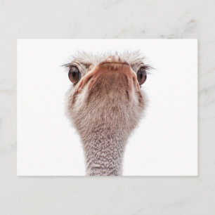 Ostrich Face Briefkaart