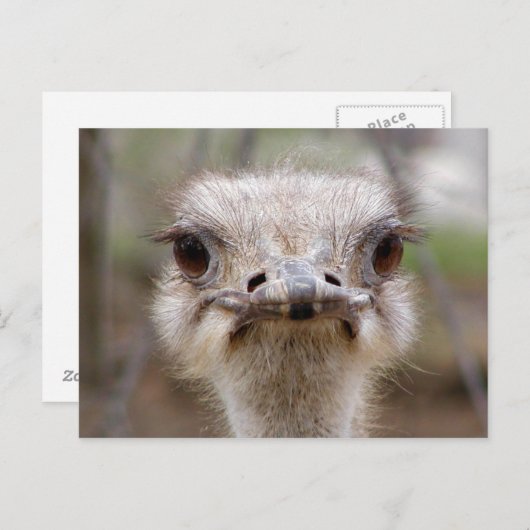 Ostrich face briefkaart (Voorkant / Achterkant)