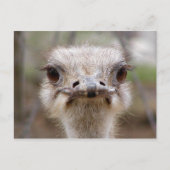 Ostrich face briefkaart (Voorkant)