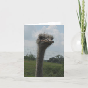 Ostrich Face of "Ik ben Sorry" Notecard Kaart