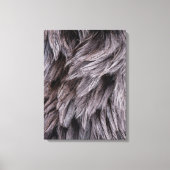 Ostrich Feathers Canvas Afdruk (Voorkant)
