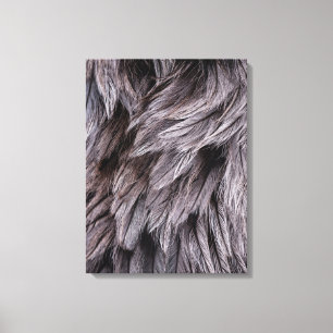 Ostrich Feathers Canvas Afdruk
