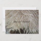 Ostrich Feathers Kaart (Voorkant)