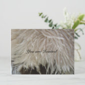 Ostrich Feathers Kaart (Staand voorkant)