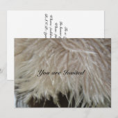 Ostrich Feathers Kaart (Voorkant / Achterkant)