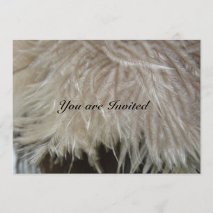 Ostrich Feathers Kaart