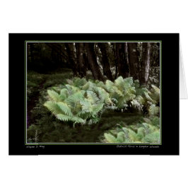 Ostrich Ferns in Langdon Bossen