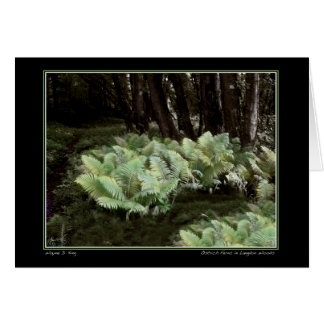 Ostrich Ferns in Langdon Bossen