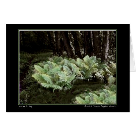 Ostrich Ferns in Langdon Bossen (Voorkant Horizontaal)