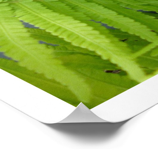 Ostrich Ferns met Fiddlehead Poster (Hoek)