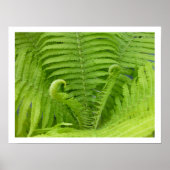 Ostrich Ferns met Fiddlehead Poster (Voorkant)