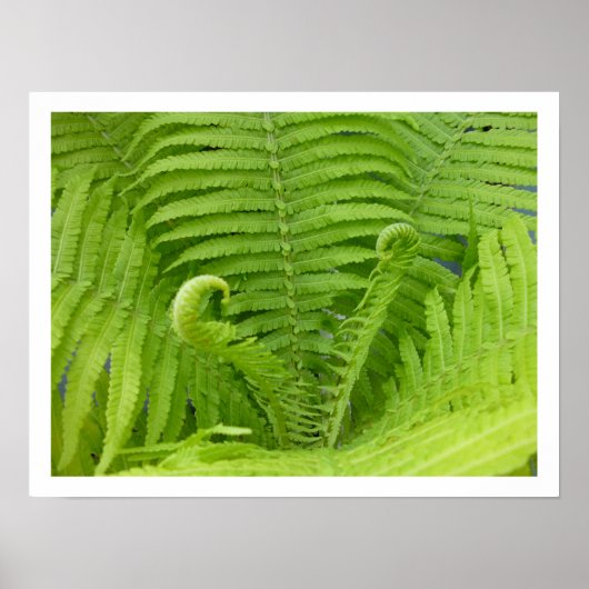 Ostrich Ferns met Fiddlehead Poster (Voorkant)