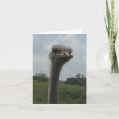 Ostrich gezicht van "I'm Sorry" Notecard Kaart (Voorkant)