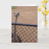 "Ostrich" Hartelijk dank Kaart (Gele Bloem)