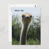 Ostrich Head Shot Briefkaart (Voorkant / Achterkant)