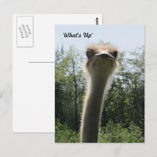 Ostrich Head Shot Briefkaart (Voorkant / Achterkant)