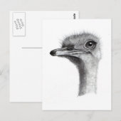 OSTRICH HOOFD IN PENCIL: KUNST: REALISME BRIEFKAART (Voorkant / Achterkant)
