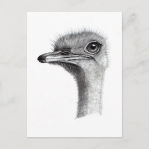 OSTRICH HOOFD IN PENCIL: KUNST: REALISME BRIEFKAART