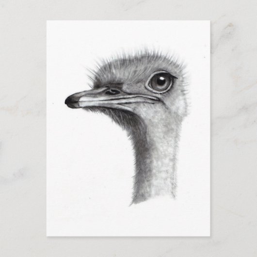 OSTRICH HOOFD IN PENCIL: KUNST: REALISME BRIEFKAART (Voorkant)