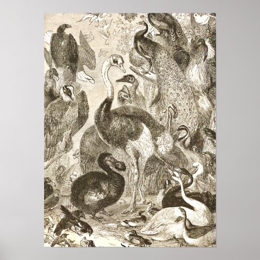 Ostrich Illustratie Struthio camelus Poster (Voorkant)