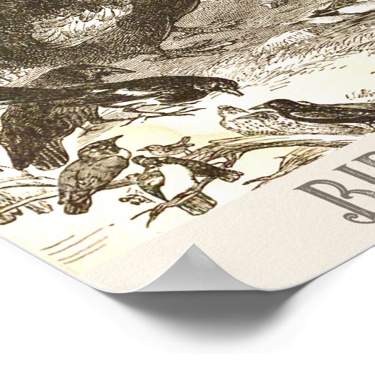  Ostrich Illustratie Struthio camelus Poster (Hoek)