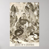  Ostrich Illustratie Struthio camelus Poster (Voorkant)