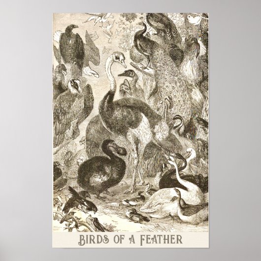 Ostrich Illustratie Struthio camelus Poster (Voorkant)