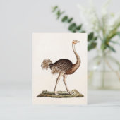  Ostrich Illustration Retro 1700s Ostriches Briefkaart (Staand voorkant)