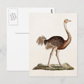  Ostrich Illustration Retro 1700s Ostriches Briefkaart (Voorkant / Achterkant)