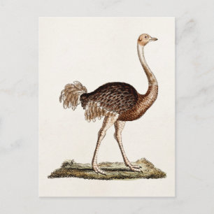  Ostrich Illustration Retro 1700s Ostriches Briefkaart