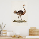  Ostrich Illustration Retro 1700s Ostriches Poster (Keuken)