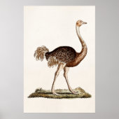  Ostrich Illustration Retro 1700s Ostriches Poster (Voorkant)