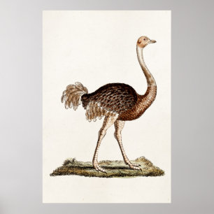  Ostrich Illustration Retro 1700s Ostriches Poster