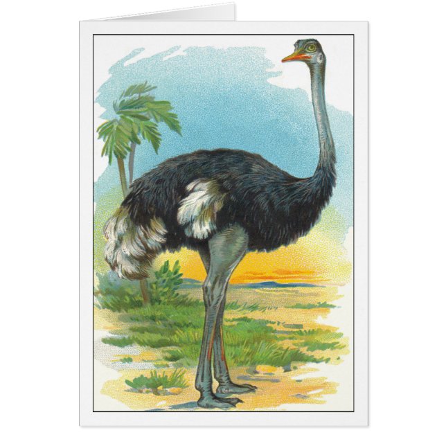 Ostrich in Afrika (Voorkant)