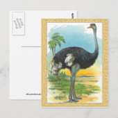 Ostrich in Afrika Briefkaart (Voorkant / Achterkant)